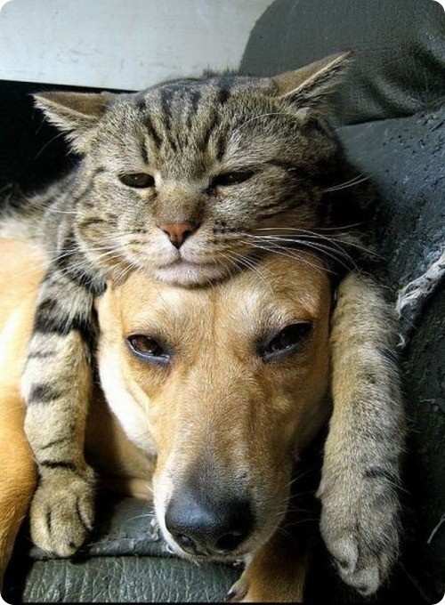 sleepy-cat-and-dog-friends.jpg